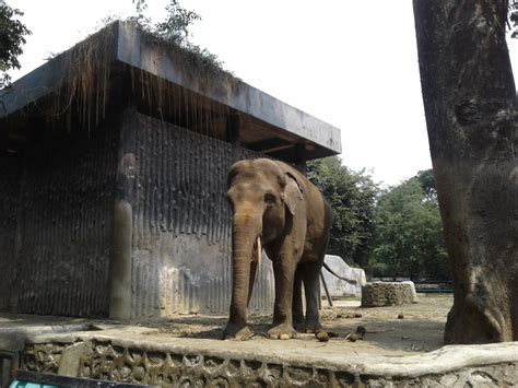 Tips Mengunjungi Kebun Binatang Ragunan Dengan Nyaman Wego Indonesia