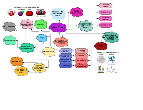 Mapa Mental De Biomoleculas Geno Images
