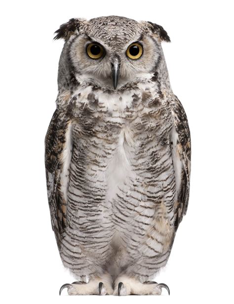 Owl Logo Transparent