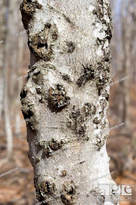 American Beech Fagus Grandifolia Bark Infected With Fungus Nectria
