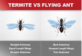 Termite Vs Flying Ants Images