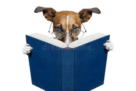 Dog Reading A Book Img