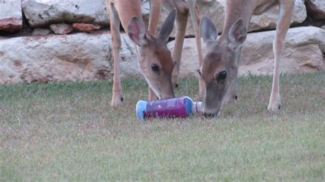 Plastic Bottle Deer Feeder Youtube