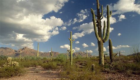 Cacti adapted to growing in pots can remain alive at a maximum temperature of 45 degrees. How Do Plants & Animals Adapt to the Desert? | Sciencing