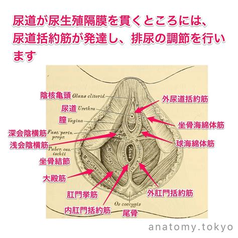 Branches Of Biology Brain Tricks Dissection Anus Science And Nature Organs Vagina Anatomy