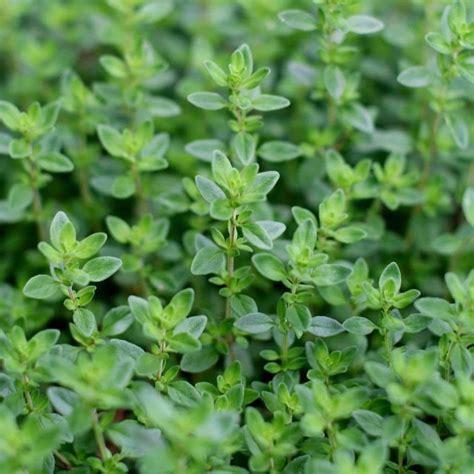 Seeds For Common Thyme Thymus Vulgaris Amkha Seed