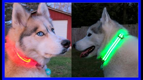 Huskies That Glow In The Dark Led Dog Collars Youtube