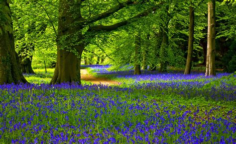 Bluebell Wood Photograph By Trevor Kersley