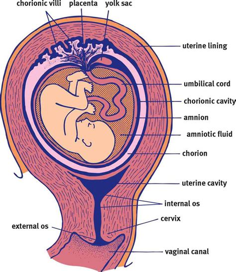 Figure 35 Anatomy Of Pregnancy