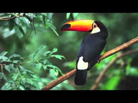 They get their nutrients from the air and water, not from the soil. Tropical Rainforest Biome - YouTube