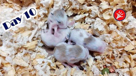Roborovski Dwarf Hamster Babies Growing Up Hamster Survival 🐹37 Youtube