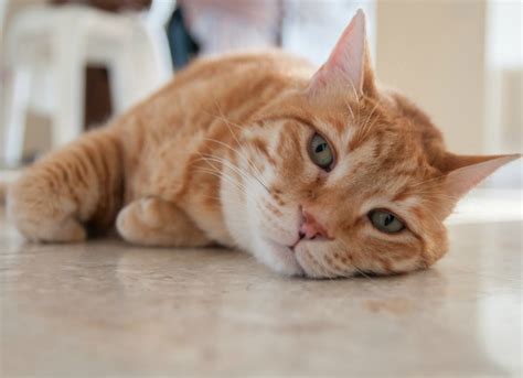 If you think your cat may have ingested antifreeze. Rat Poisoning in Cats | petMD