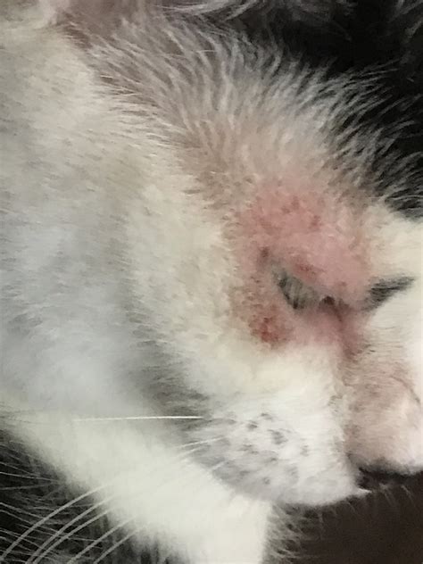 My Cat Has Red Skin Around Her Eyes Once A While We Are Not Sure If It