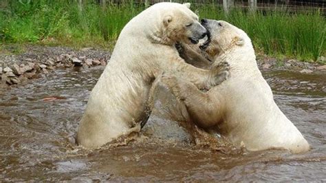 Polar Bear Buddies Hug It Out On World Bromance Day Shropshire Star
