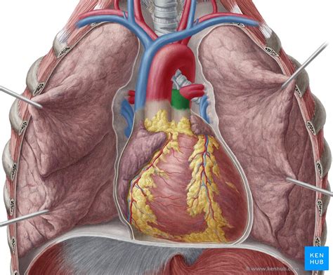 Tronco Pulmonar Anatomía Y Función Kenhub