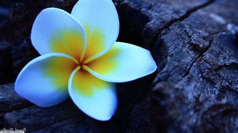 Plumeria Flowers Wallpapers Hd Desktop And Mobile Backgrounds