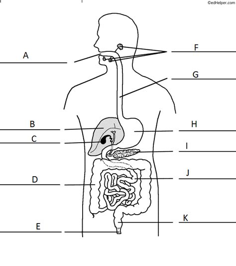 Chapter 14 Digestive System Diagram Diagram Quizlet
