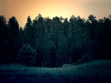 Dark Green Forest At Sunset License Public Domain Dedicat Flickr