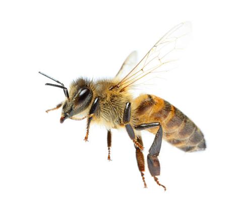 Honey Bee Stock Photos Pictures And Royalty Free Images Istock