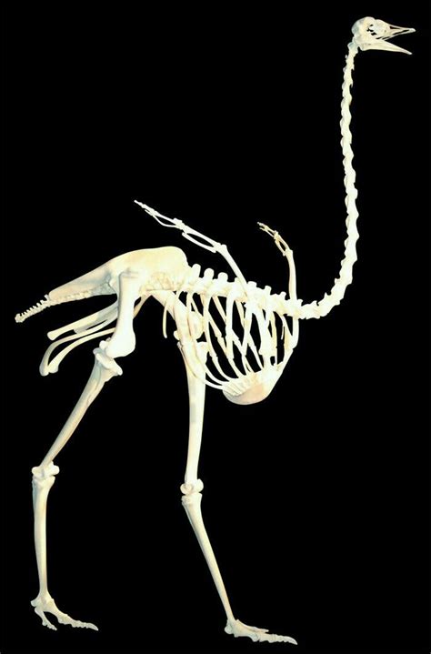 Ostrich Animal Skeletons Animal Bones Skeleton Anatomy