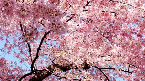 Download 1920x1080 Cherry Blossom Leaves Petals Pink Tree