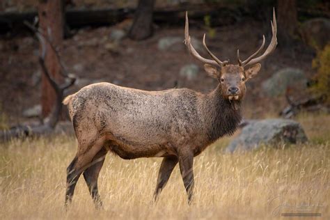 Photos Of Colorado Elk Rocky Mountain National Park