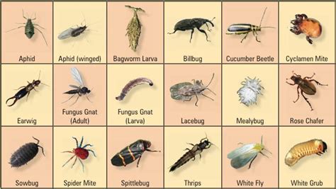 Badbugs Insect Identification Bug Identification Insects