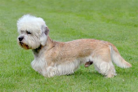 Todo Sobre El Perro Dandie Dinmont Terrier Características Y Cuidados