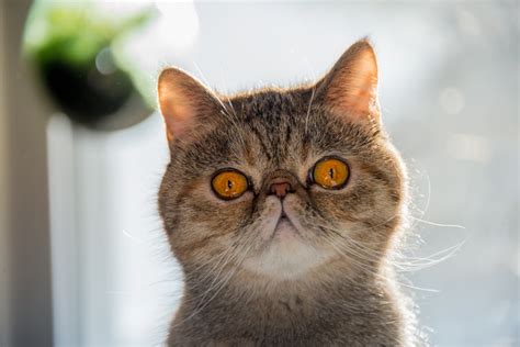 5 Cat Breeds With Beautiful Round Faces Lol Cats