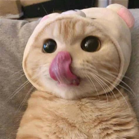 Cute Cat Pfp Meme