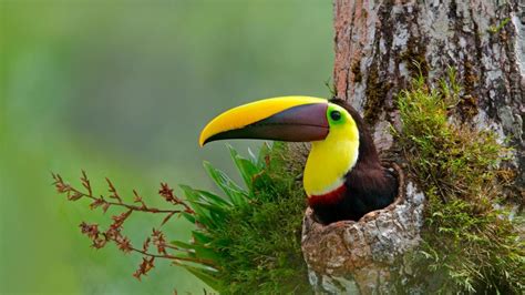 Toucan Costa Rica Bing Wallpaper Download