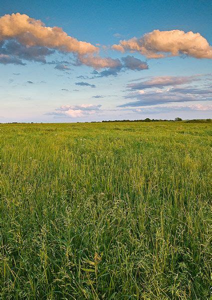 Tall Grass Prairie Afternoon Tall Grass Prairie Preserve Oklahoma