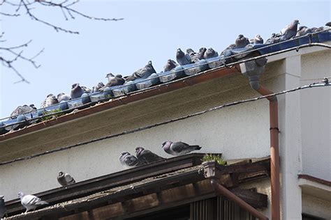 Install sloped sheathing one great way to get rid of pigeons is to use sheathing made of metal, pvc, and plywood. 3 ways to get rid of pigeons on the roof | Total Bird Control