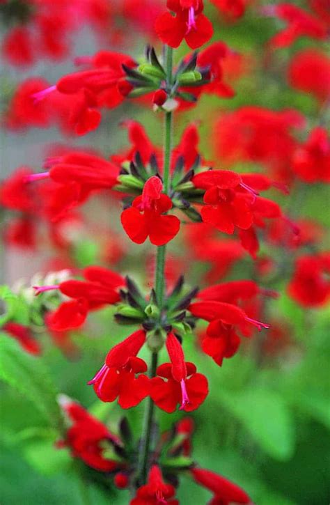 Red Salvia Live Plant In A 4 Inch Pot Beautiful Flowering Etsy