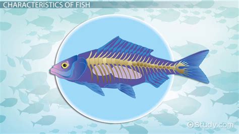 Examples Of Fish Vertebrates