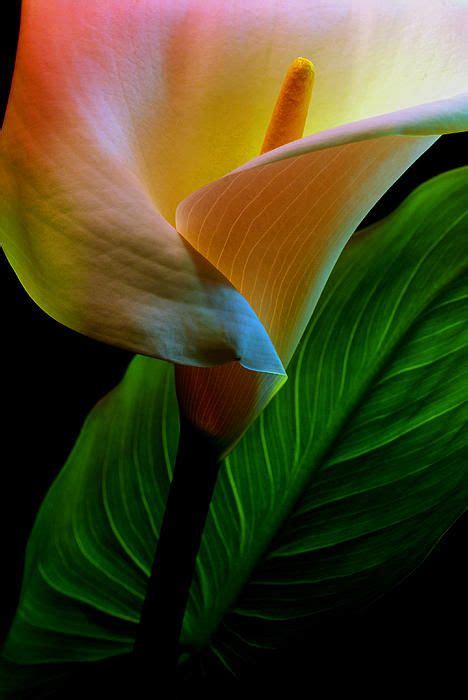 Cala Lily Arum Lily Cala Lily Lily Flower Flower Art Flower Garden