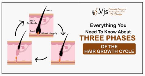 Update 59 Hair Growth Phases Latest Vn