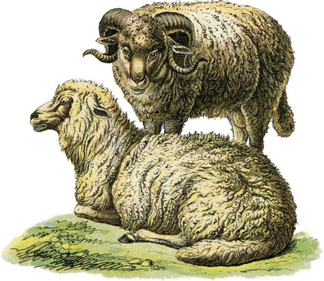 Realistic Sheep Illustration - The Graphics Fairy