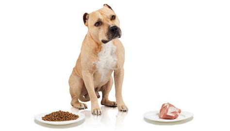 And turkey with pork all are great! Raw Diet For Pitbulls With Allergies: Benefits, Dietary ...