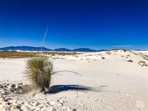 Things To Do At White Sands National Park Our Wander Filled Life