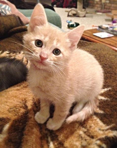 Scout Is A Handsome 8 Week Old Kitten From Sundaes Litter He Is A