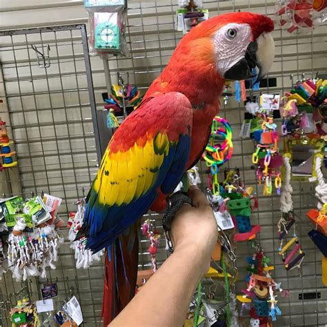 macaw scarlet macaws for sale birds for sale price