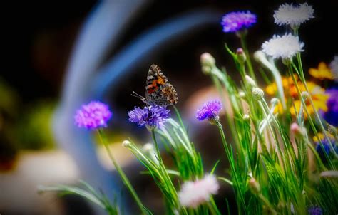 Wallpaper Field Summer Flowers Butterfly Images For