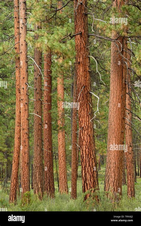 Ponderosa Pine Trees Hi Res Stock Photography And Images Alamy