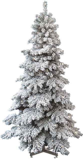 Evergreen Tree Png Snow Covered Trees Png Christmas Tree Snow Png