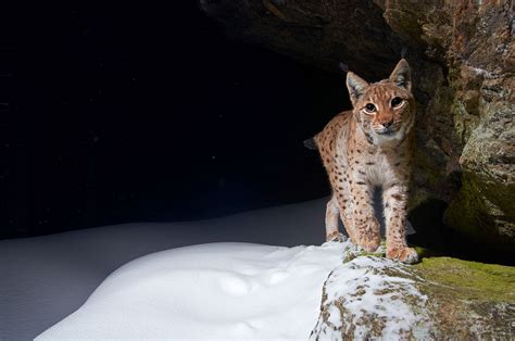 Wwf International Lynx Day Celebrate The Biggest Wild Cat In Europe