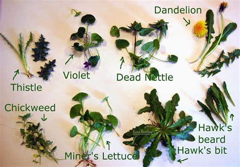 Edible Tortoise Plants Edible Tortoise Weeds That Are Ok For Your