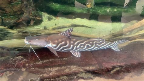 Massive Tigrinus Catfish Just Over 4 Feet YouTube