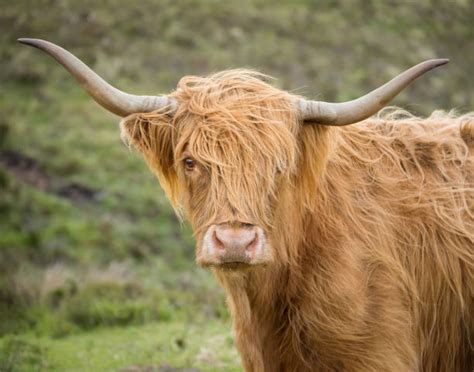 Highland Cow With Hair In His Eyes Stock Photos Pictures And Royalty