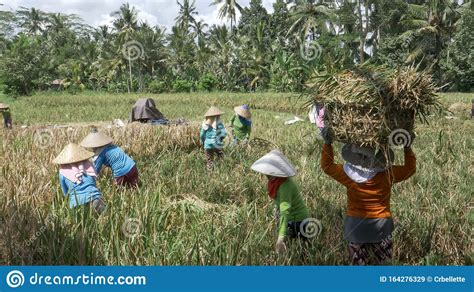 Ubud Indonesia March 15 2018 Wide Shot Of Women Harvesting Rice In A Paddy On Bali